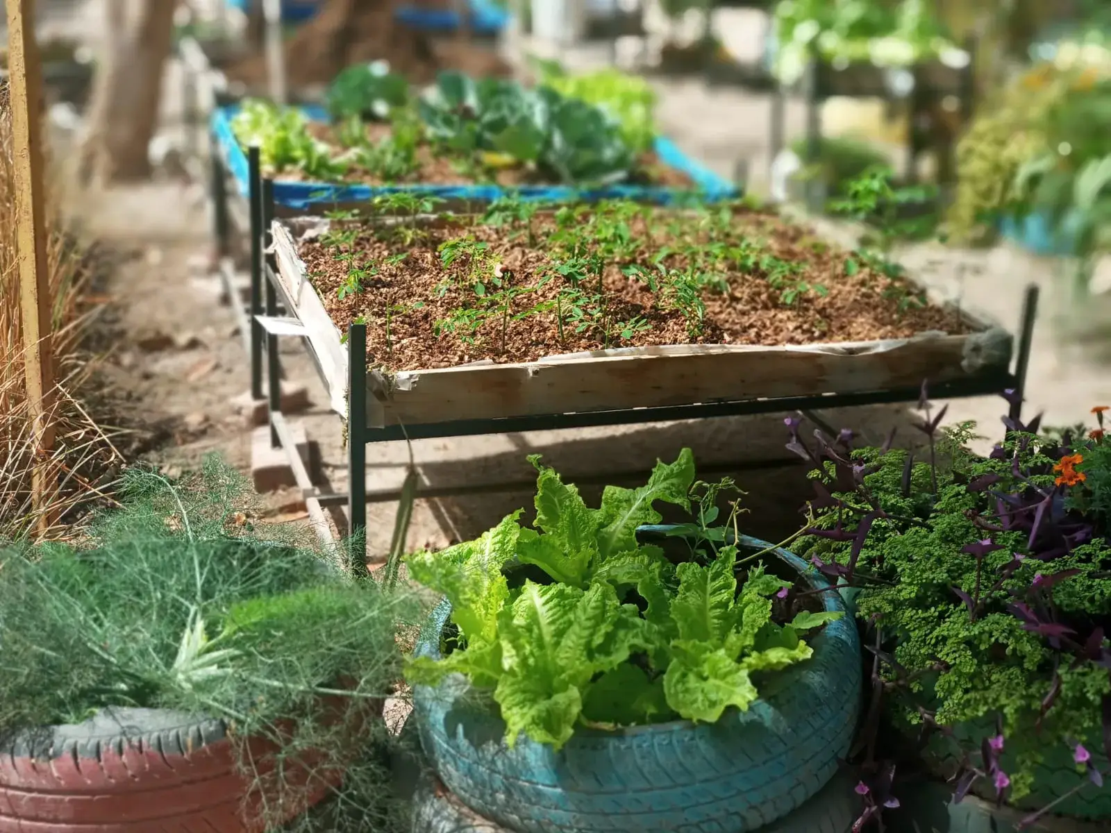 Potager surélevé et cultures en pneus recyclés