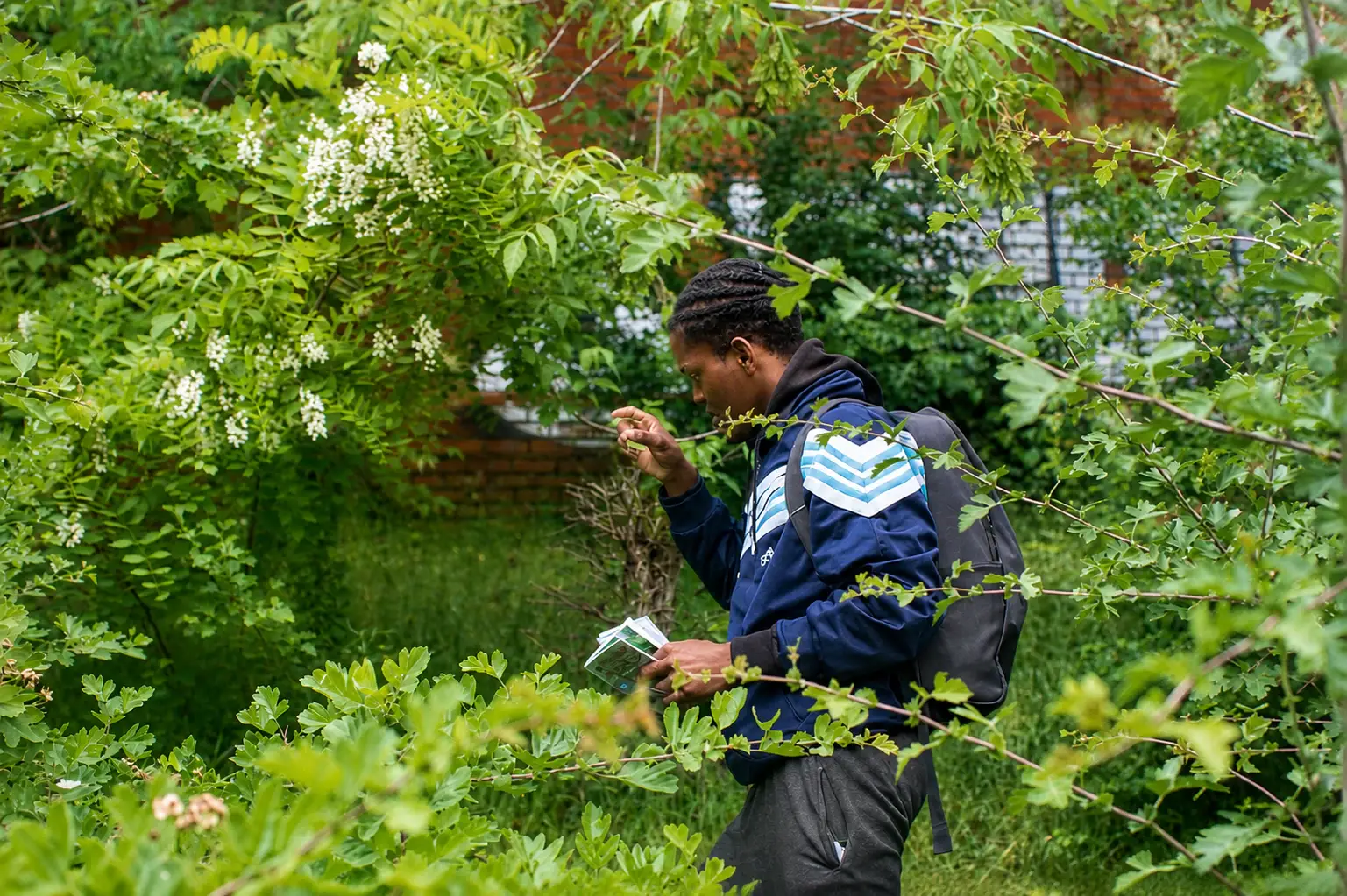 Un homme dans un jardin examine des baies sur un arbuste.