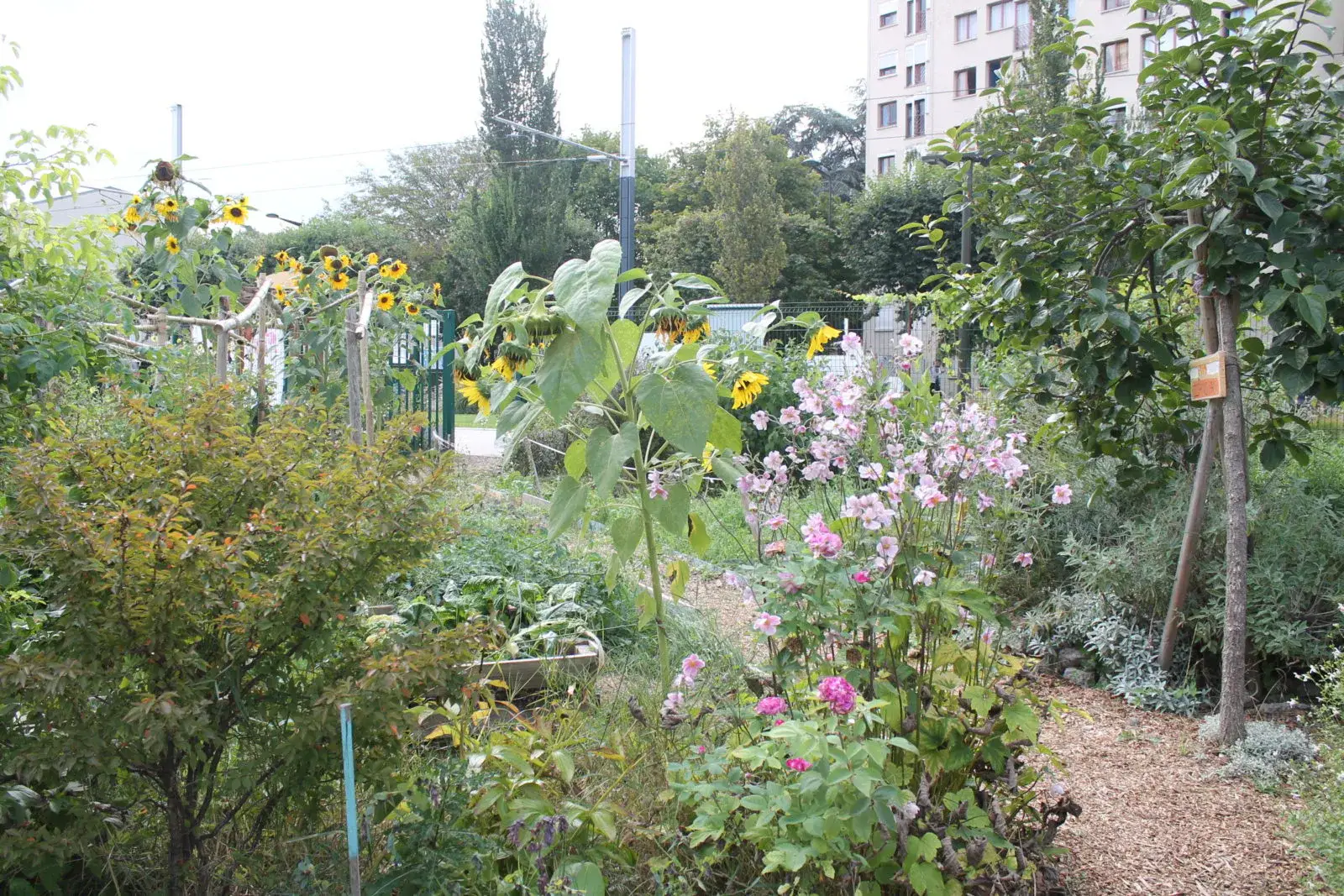 Jardin partagé foisonnant de fleurs, de légumes et d’arbres, au pied d’immeubles