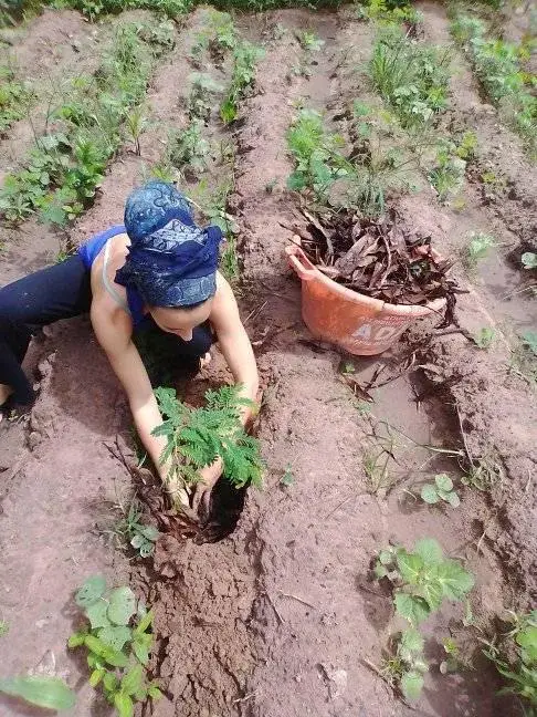 Une femme plante une jeune pousse dans une planche de culture, un seau de paillage à côté