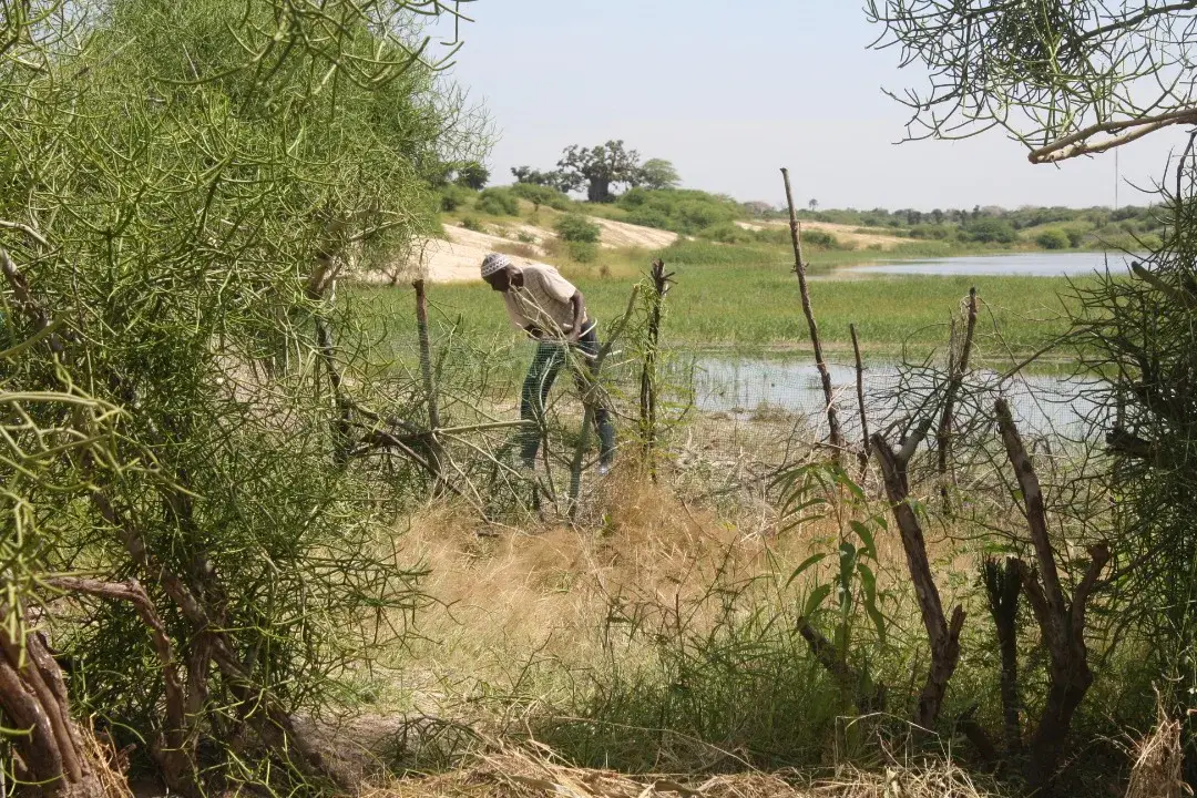 Jeunes plants protégés près d’un point d’eau.