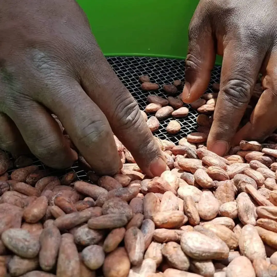 Tri manuel de fèves de cacao.