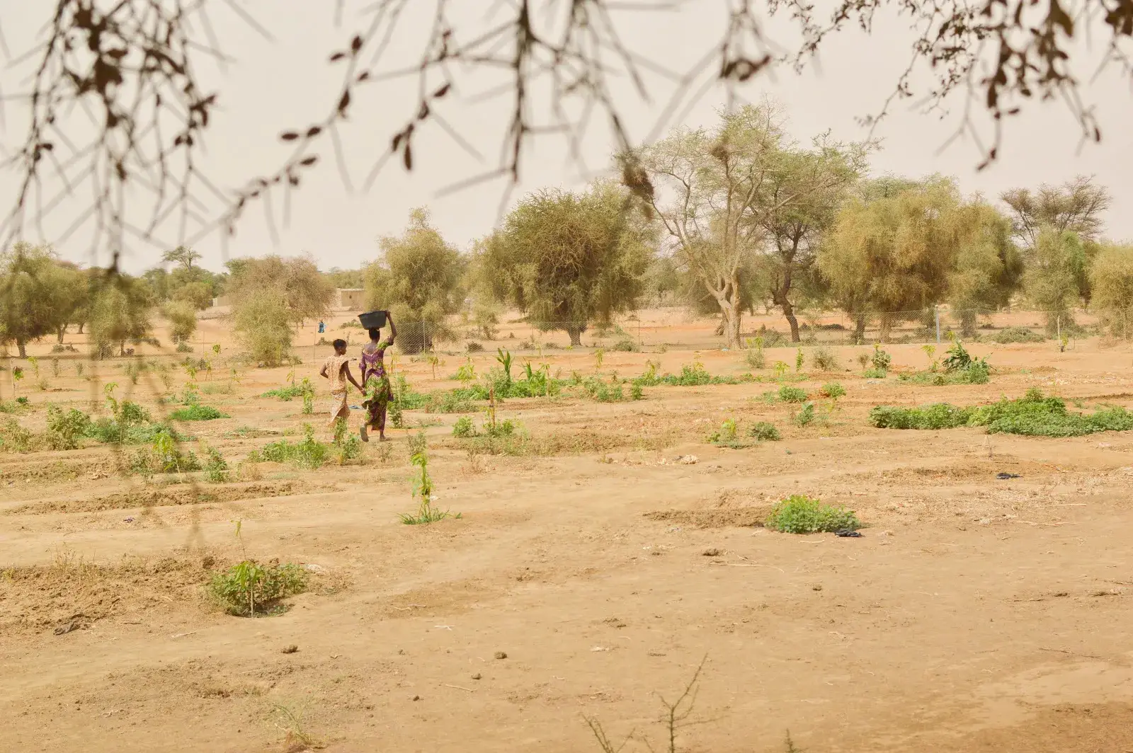 Jardin nourricier en création à Guédé Chantier (région de Podor) – Auriane Bertrand, Juin 2018