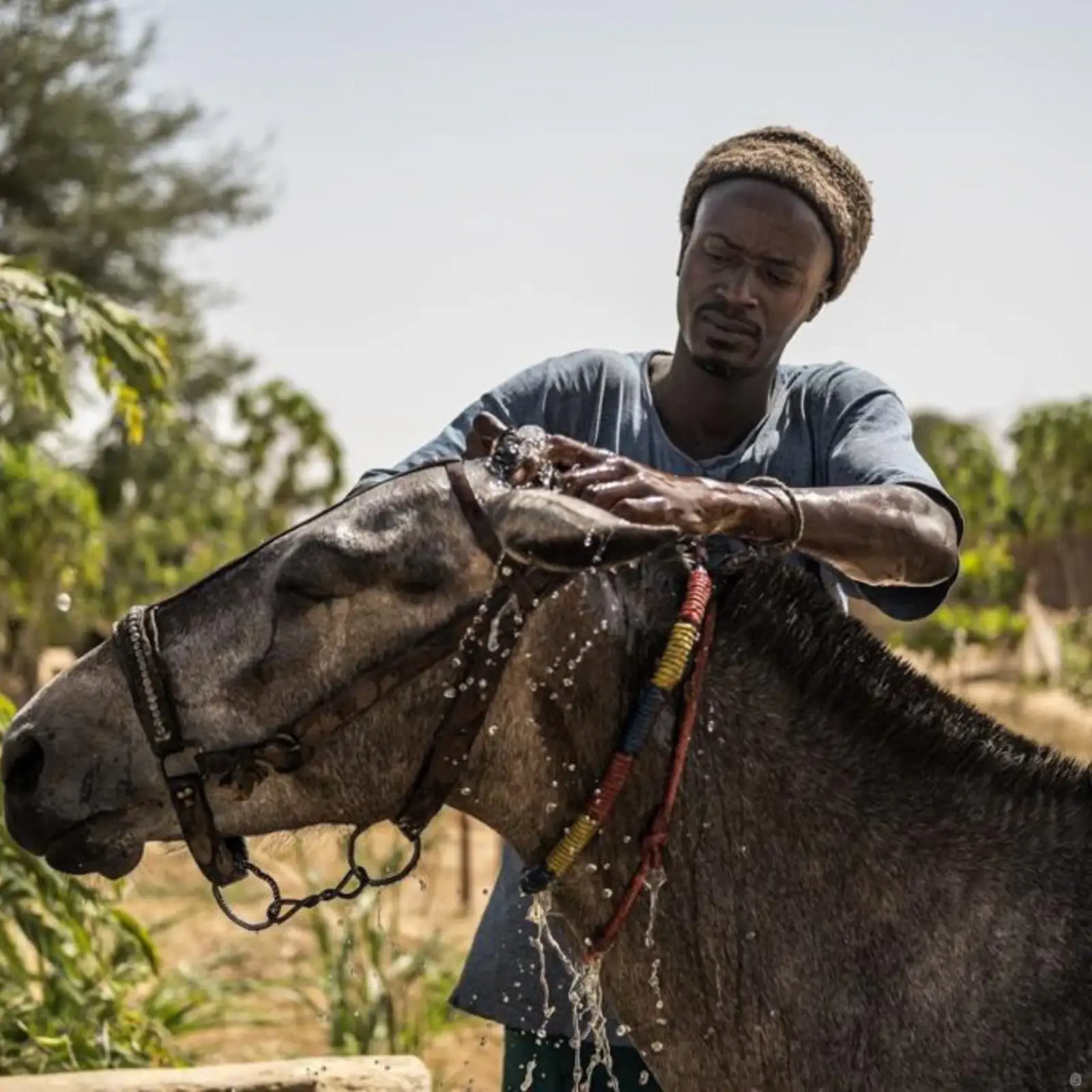 Une femme lave un cheval à l’aide d’un seau.