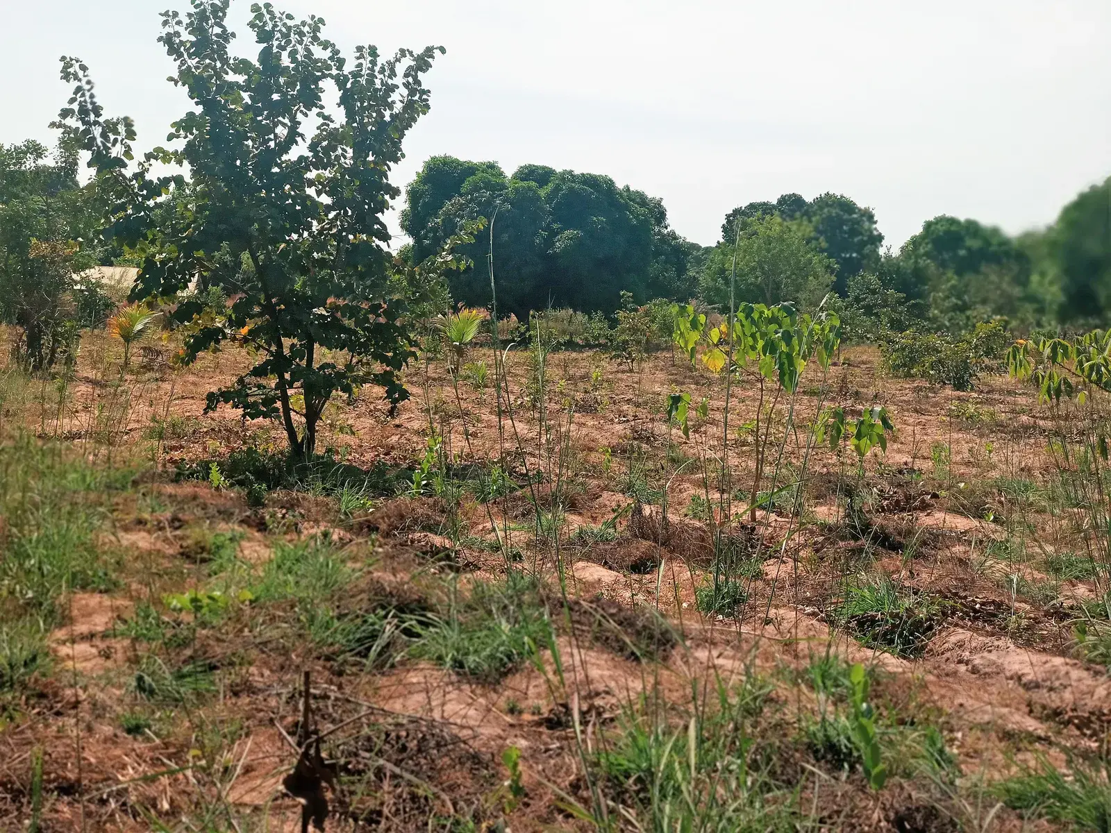 Cultures étagées et arbres fruitiers à Darou Salam.