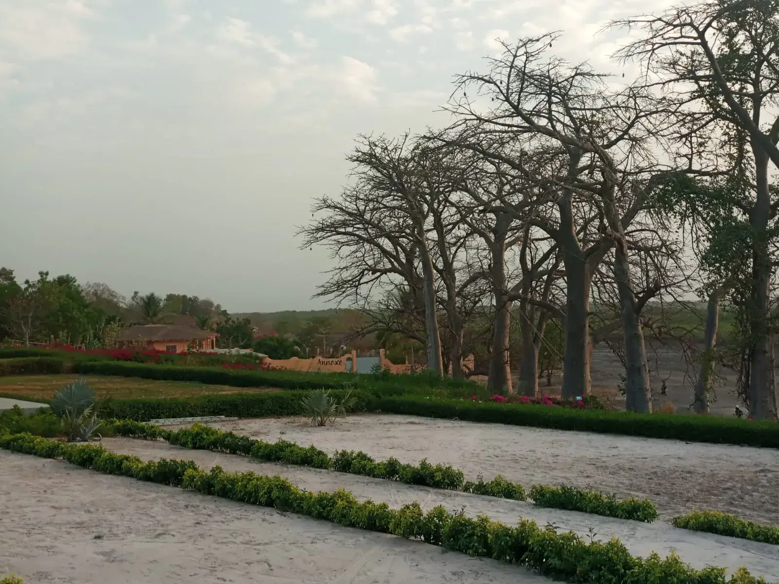 Jardin arboré avec baobabs et parterres cultivés au coucher du soleil
