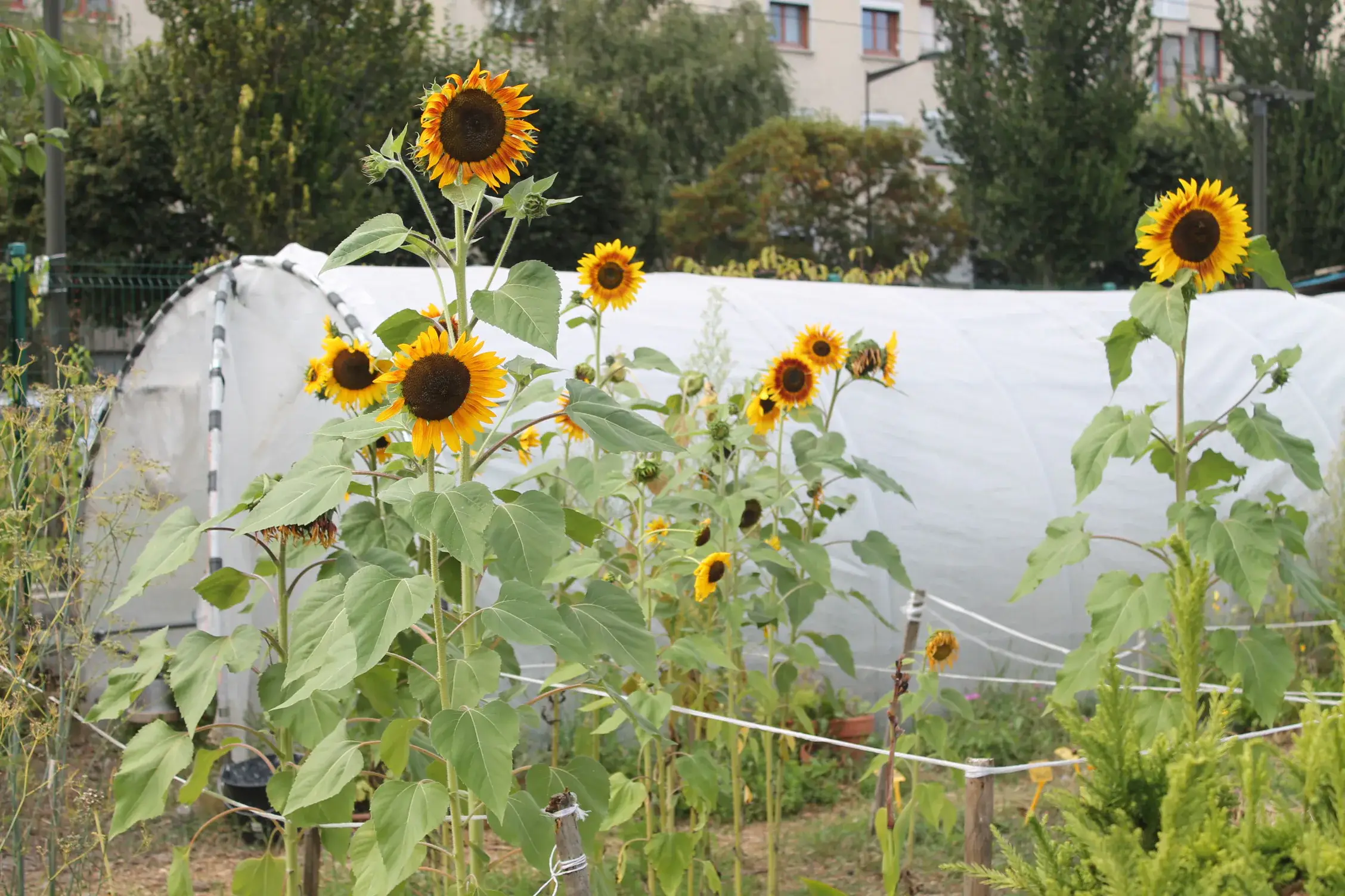 Jardin urbain avec tournesols et tunnel de culture, immeubles en arrière-plan