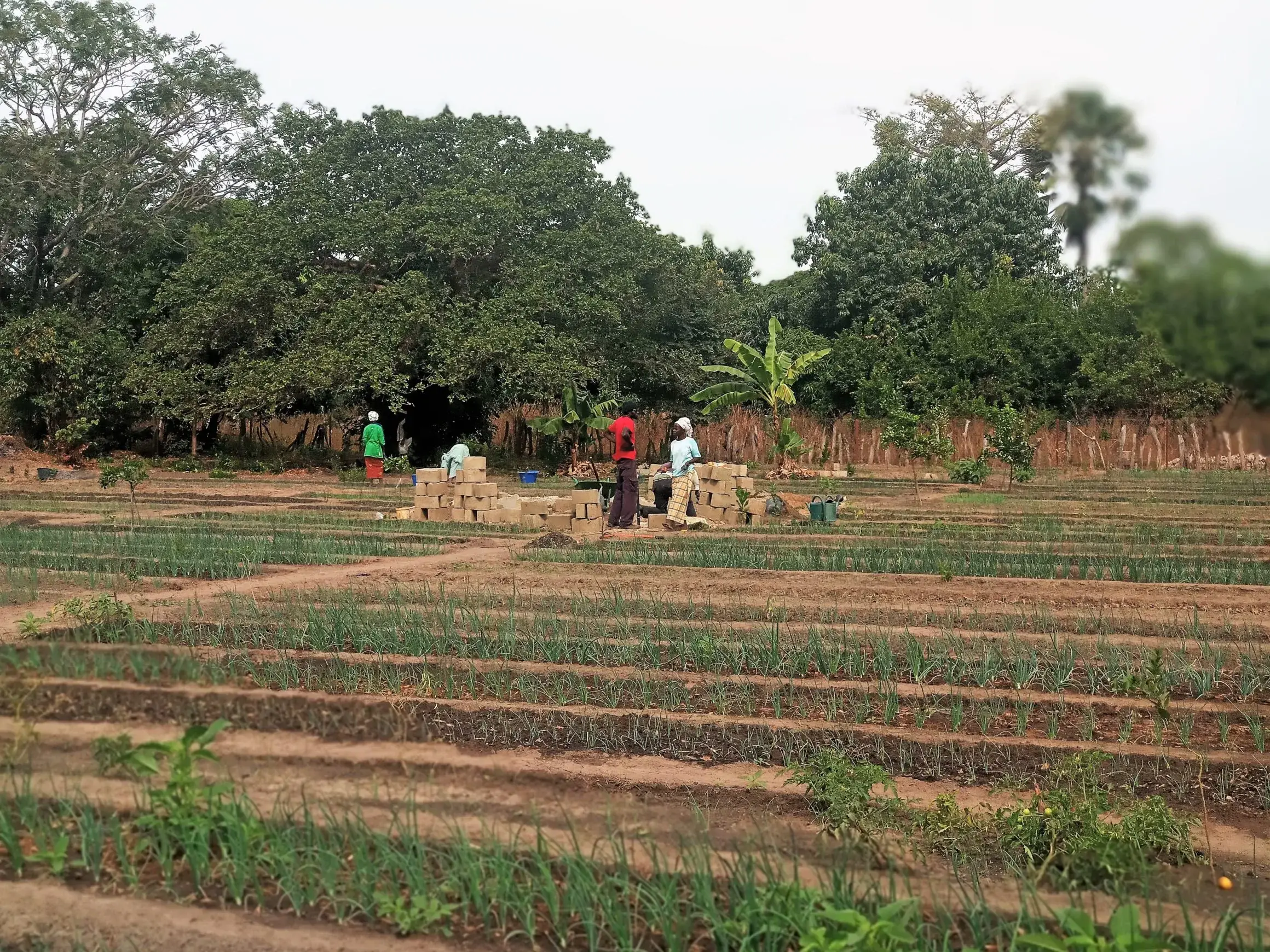 Parcelles maraîchères de Darou Salam avec des personnes au travail.