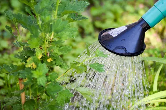 Arrosage d’une plante avec un arrosoir dans un jardin
